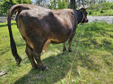 талас животные: Продаю | Корова (самка) | Алатауская | Для разведения, Для молока | Стельные
