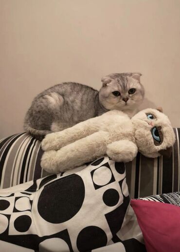 Игрушки: Новогодние праздники БЛИЗКО! Успейте заказать! Мягкая игрушка Grumpy — 3