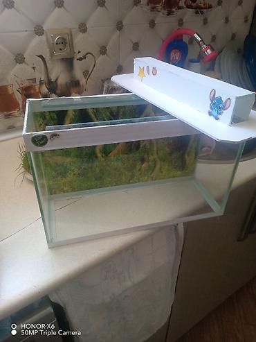 Akvariumlar: Şüşə akvarium Mənzərəli fonu var qiymət sondur - Şəffaf şüşədən — 2