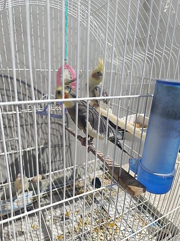 bulbul quşu: Yetişkin quşlardır yumurtlamağa hazırlaşırlar 1 dəfə bala çıxardıblar — 2