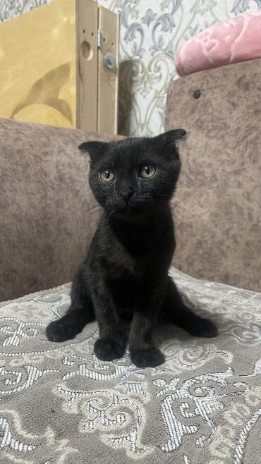 стерилизовать кошку или нет: 3 месяца, Мальчик, Приучена к лотку