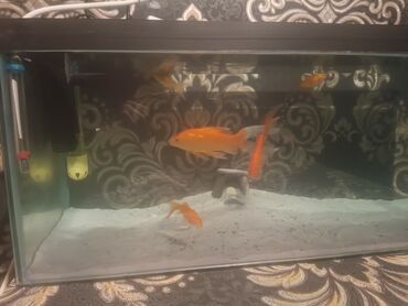 купить аквариум: Dördbucaq akvarium, Balıqlarla birlikdə, 50 l, Ünvandan götürmə