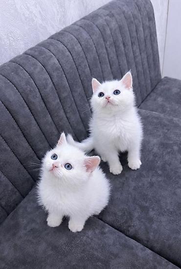 Кошки: Ev pişiyi balaları – ağ və tünd krem rənglərdə, mavi gözlü - Növ: ev — 1