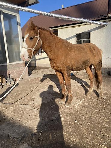 Лошади, кони: Продаю | Конь (самец) | Полукровка | Рабочий — 13