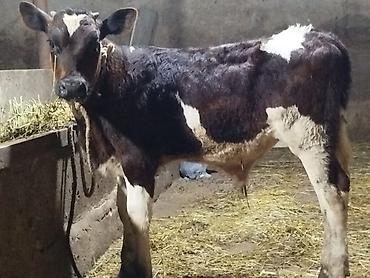 Mal-qara: Salam. Simmental danadir. 4 ay yarımlıqdır. Ünvan Mehdiabaddadir — 1