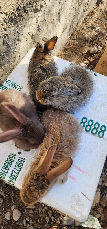 Кролики: Продаю | Крольчата | Серый великан | Для разведения | Племенные — 7