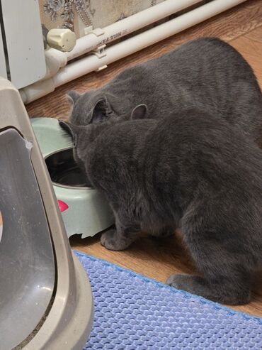 возьму котенка в добрые руки: Британская, Самец, Самка, В добрые руки, Бесплатная доставка