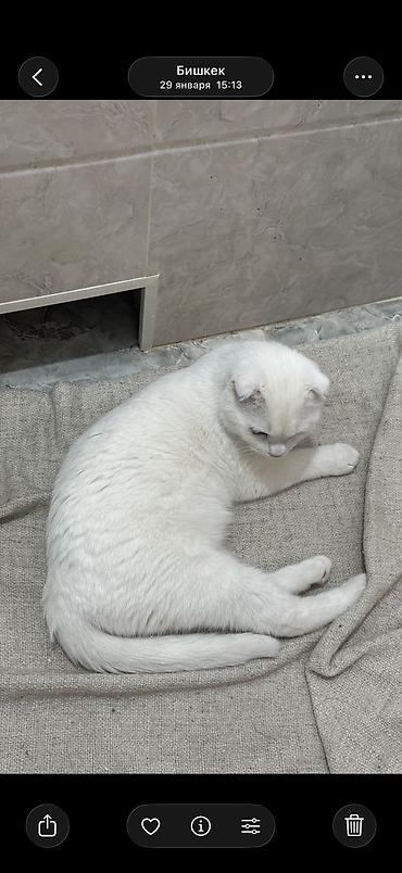 1 мальчик 2 котёнка: Кошка даром: Скотиш Фолд (Шотландская вислоухая), 1 год, Мальчик, Кастрирована, Приучена к лотку, С прививками — 2