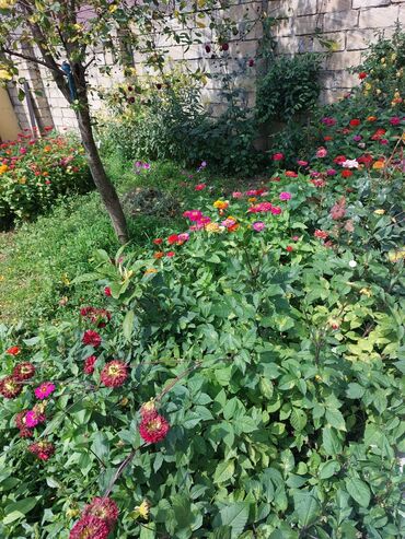 Bağ evlərinin kirayəsi: 110 kv. m, 3 otaqlı, İnternet, Qaz, Su — 25