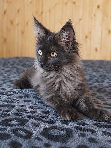 черные кошки: Мейн-кун, 3 месяца, Девочка, Черный, Приучена к лотку — 6