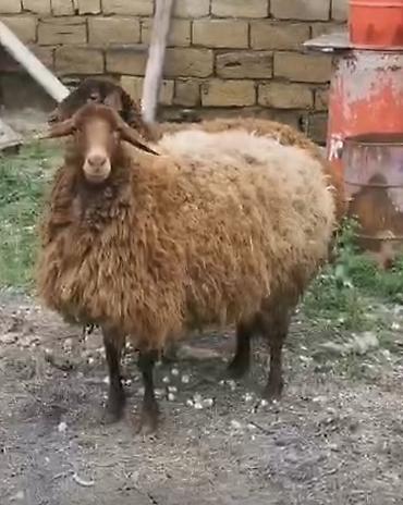 südlük inek satilir: Qoyunlar – yerli cins, qəhvəyi rəngli - Say: 2 baş 2 dişi Qala — 8