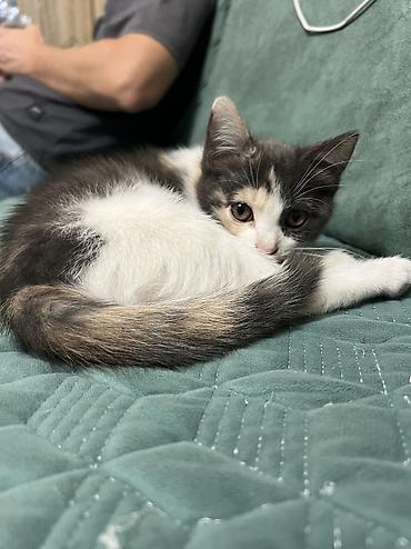 вислоухий кошка: Котёнок 2 месяца, девочка, есть 1 прививка. ищем заботливую — 8