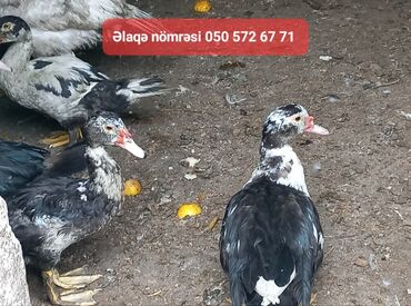 Птицы: Lal ördək satılır erkək dişi cütü 40m