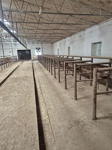 fermaya: Ferma mal saxlamaq üçün mükemmel bir yerdi erazisi böyük ve elave — 4