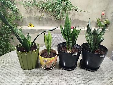 şaxtagülü qiyməti: Sansevieria (Qayınana dili) saksı bitkiləri Her birinin qiymeti 35 AZN — 2