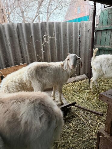 Козы, козлы: Продаю | Козёл (самец) | Битал | Для разведения — 18