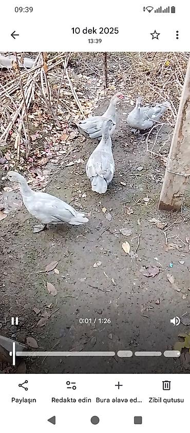 Ördəklər: Salam heyvanlar kom satilir 5feredi 1de erkey yumurtaya hazir -da lalafo.az — 19 Ördəklər: Salam heyvanlar kom satilir 5feredi 1de erkey yumurtaya hazir — 19