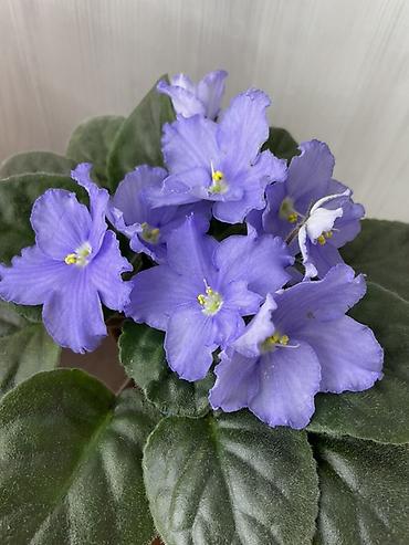 Фиалки и глоксинии: Продам! 1 Детки стандартных сортовых фиалочек. Цена за детку от 80 — 13