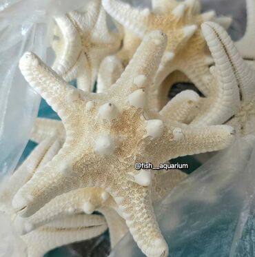 Аквариумы: Разные ракушки! Бишкек
от 50 и выше — 2