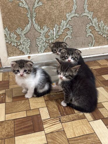 котёнок в добрые руки: Yaxşı əllərə