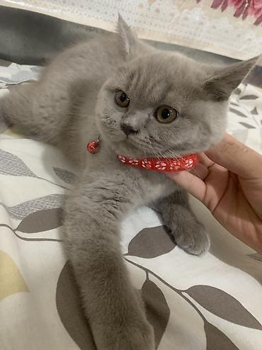 кошки сиамская: Скотиш Фолд (Шотландская вислоухая), 3 месяца, Девочка, Серый — 5