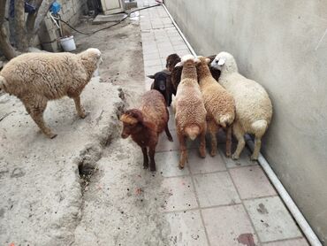 Quzu: Quzu, Erkək, Qala, ay: 3, 1 kq, Damazlıq, Ünvandan götürmə