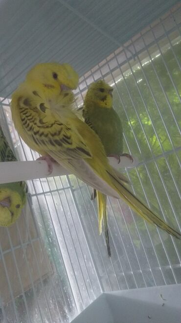 Tutuquşları: Tutuquşları — 11