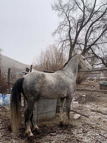 Лошади, кони: Продаю | Конь (самец) | Кара Жорго — 1