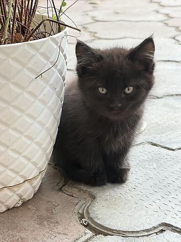 черные котята: Мальчик — 4