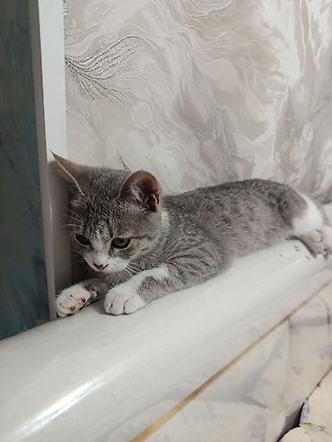 куплю коня: Кошка даром: Британская короткошёрстная, 1 год, Девочка — 3
