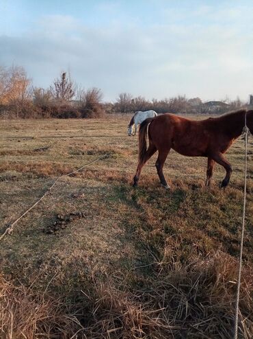 Atlar: Erkək, il: 2, Ünvandan götürmə — 11