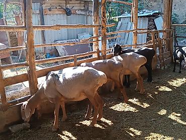 кой машынка: Продаю | Баран (самец) — 8