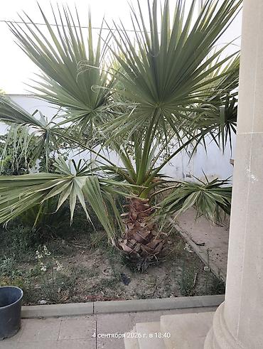 ev gülleri ve adları: 3 ədəd 1 ədədi 300 manat Dekorativ bağ palma ağacı – Washingtonia — 1