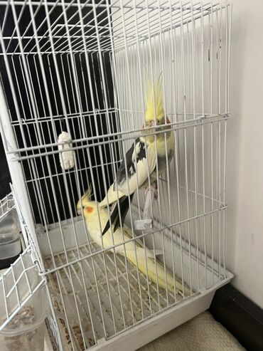 сколько стоит щенок чихуахуа: Пара корелл (нимф) в комплекте с клеткой и аксессуарами. Состав at lalafo.kg сколько стоит щенок чихуахуа: Пара корелл (нимф) в комплекте с клеткой и аксессуарами. Состав