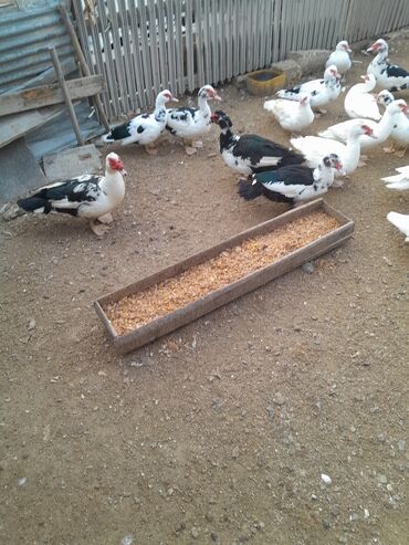 Hinduşka: Ferma quşları satılır – şəkillərdə olan növlər: - Hind quşları — 7
