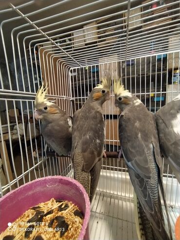 Tutuquşları: Salam bayram endi̇ri̇mləri̇ davam edi̇r . Bi̇ldi̇rmək i̇stərdi̇mki̇ — 10