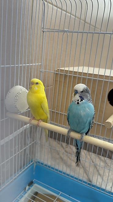 cex tutuquşu: 🦜 Hazır cüt papuqay satılır! Valnistiy növündən olan hazır cüt papuqay — 4