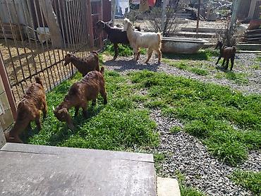 Digər kənd təsərrüfatı heyvanları: Hələb keçiləri satılır.2ana 5bala — 12