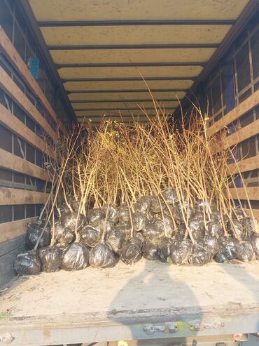 Şitillər: Məhsul: Gül kolları (qızılgül) Təsvir: - Şəkillərdə müxtəlif rəng və — 6