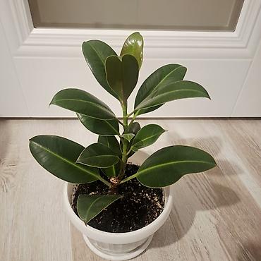 Фикусы: Фикус эластика (Ficus elastica) в горшке. - Компактный куст с — 1