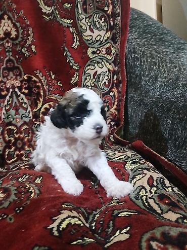 İtlər: Pudel, 1 ay, Dişi — 3