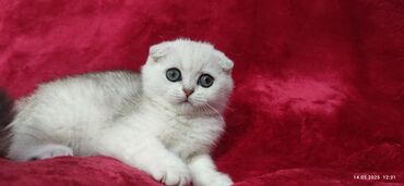 Продажа кошек: Скотиш Фолд (Шотландская вислоухая), 2 месяца, Мальчик, Серебристая шиншилла