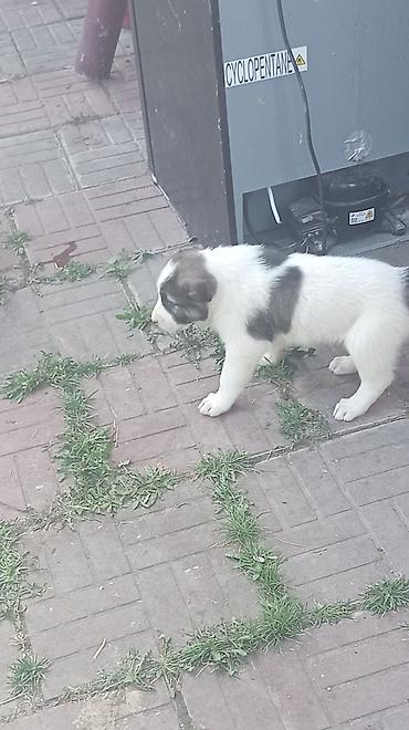 pisik su qabi: Kanqal, 2 ay — 3