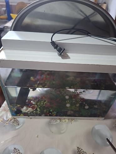 nemo baliq: Dördbucaq akvarium, Balıqlarla birlikdə, 5 l — 3