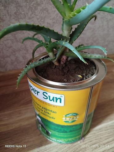 aloe vera: Əzvay bitkisi. (Aloe). Mualicəvidi. Dibində 4 dənə balasıda var — 2