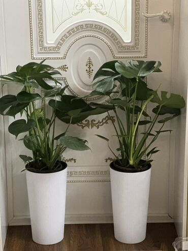 цветы на ошском рынке: Сатылат 🌿 Монстера 📏 Бийиктиги: 90 см 💰 Баасы: 2300 сом Абаны