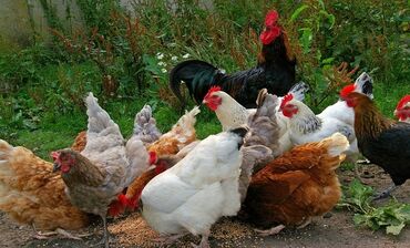 собаки охота: Продаю | Куры | Домашняя