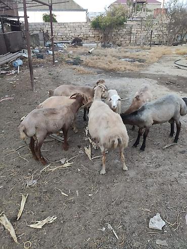 arpanın qiyməti: Əmlik quzular 33-40 kilo arası arpa yonca ilə bəslənib qiymet 10 manat — 3