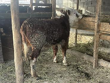 Коровы, быки: Продаю | Бык (самец) | Герефорд — 9