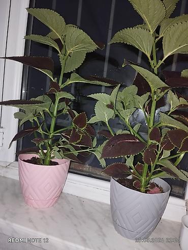 ev bitkisi: Kolyoz (Coleus) dekorativ yarpaqlı otaq bitkisi – qablarda şitillər və — 7